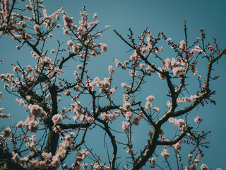 cherry blossom