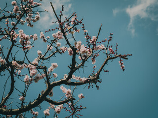 cherry blossom