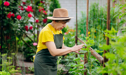 A female gardener works in her yard and grows cucumbers. The concept of gardening, farming and...