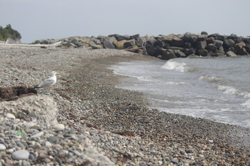 waves sea rocks on the shore