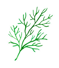 Dill branch Hand-painted in watercolor, isolated on a white background.