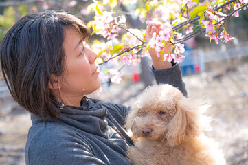 桜の匂いを嗅ぐ日本人女性