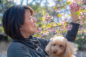 桜の匂いを嗅ぐ日本人女性