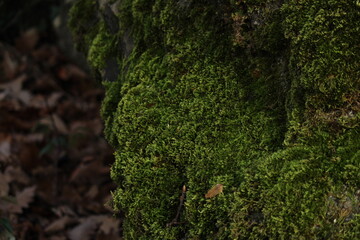 green moss on a tree trunk in the forest