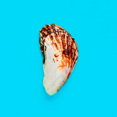 Flat Lay isolated image of a coastal seashell on a blue background
