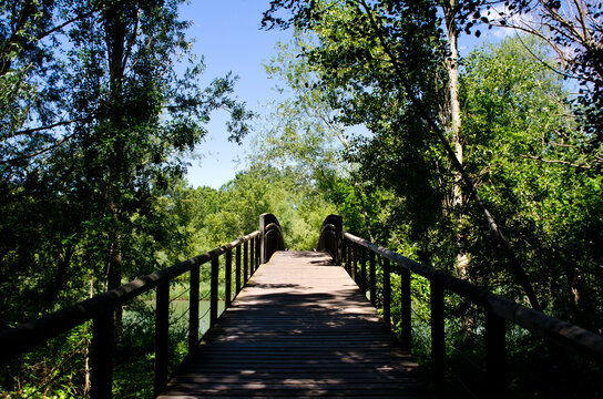 imagen de un puente de madera entre árboles con el cielo azul