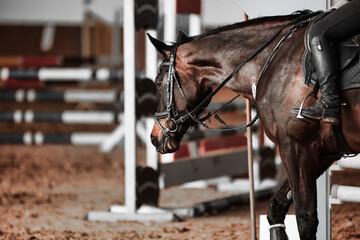 Horse brown jumping horse, after training on the long reins in the course, head portraits from an...