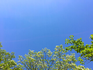 青空とハナミズキ