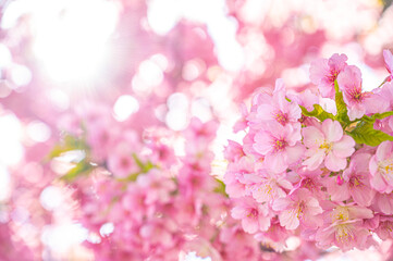 Fototapeta na wymiar 鮮やかで美しい日本の桜