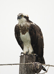 Osprey perched on electric pole at Bhigwan bird sanctuary, Maharashtra