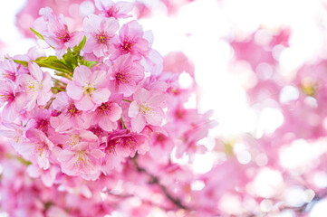 鮮やかで美しい日本の桜