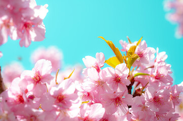 日本の桜