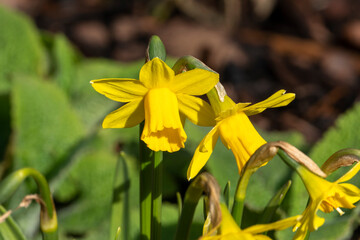 Daffodil (narcissus) a spring flowering bulbous plant with a yellow springtime flower, stock photo image