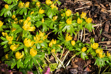 Eranthis hyemalis a late winter spring flowering plant with a yellow wintertime flower commonly known as winter aconite, stock photo image