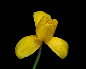Fototapeta premium Yellow blooming tulip with green stem and water drops isolated on black background. Close-up shot.