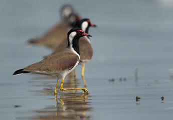 Red-wattled Lapwings queuing at Bhigwan bird sanctuary Maharashtra