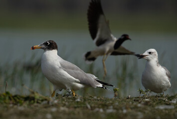 Obraz premium Great black-headed gulls and red wattled lapwing at the backdrop at Bhigwan bird sanctuary, India