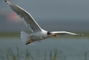 Great black-headed gull in flight at  Bhigwan bird sanctuary, India