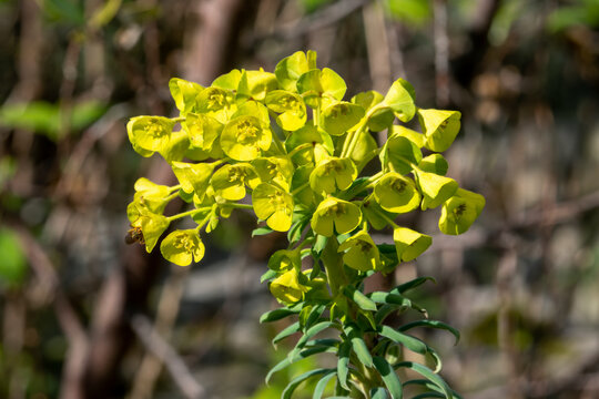 Euphorbia characias 'Forescate' a spring summer evergreen flowering shrub plant with a  springtime summer yellow flower, stock photo image 