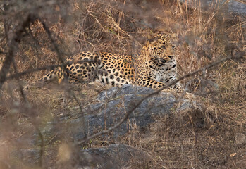 Leopard resting on the rocks, a view through the bushes, Jhalana National Reserve, Jaipur
