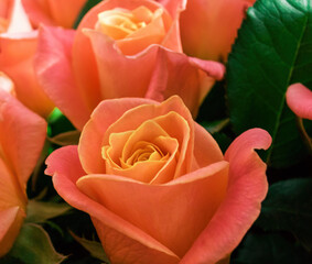 Close-up photo of a pastel-colored rose bud with pink-colored petals.