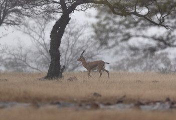 Chinkara in foggy morning in the forest of Ranthambore National Park, India.