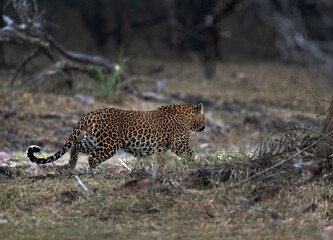 Fototapeta na wymiar A leopoard moving in the Ranthambore National Park, India