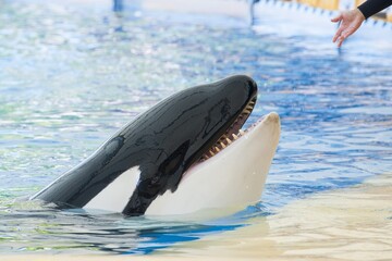 killer whale in the pool