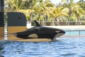 killer whale in the pool