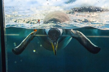 Naklejka na ściany i meble penguin in the water