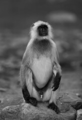 Fototapeta premium Gray Langur sitting on rock at Ranthambore National Park, India