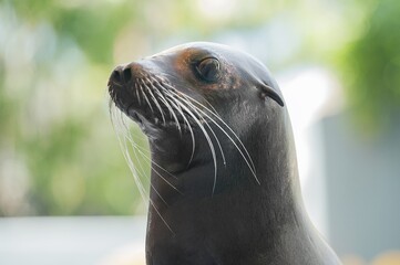 Fototapeta premium photo of a sea lion