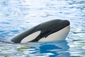killer whale in the pool