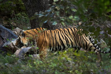 Fototapeta na wymiar A tiger moving inside bushes at Ranthambore Tiger Reserve, India