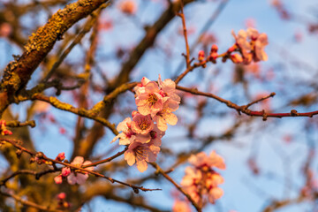 almond blossom