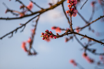 almond buds