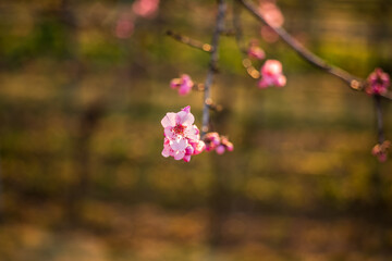 almond blossom