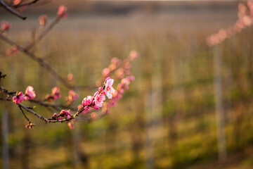 almond blossom