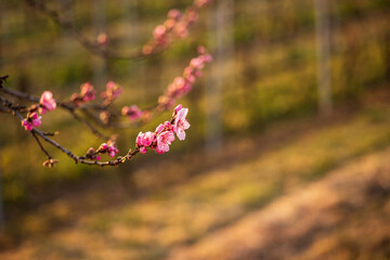 almond blossom