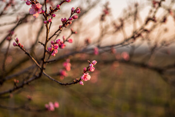 almond blossom