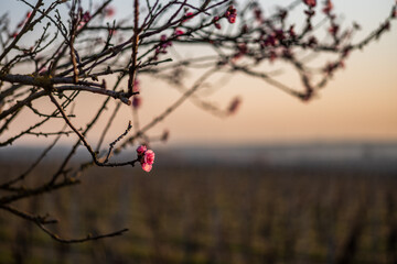 almond blossom, shallow depth of field