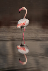 Portrait of a Greater Flamingos in the morning at Tubli bay, Bahrain