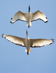 A pair of African Sacred Ibis flying, Bahrain