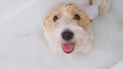 A Jack Russell Terrier dog is standing in a bath of water and soapy suds. Grooming procedure.