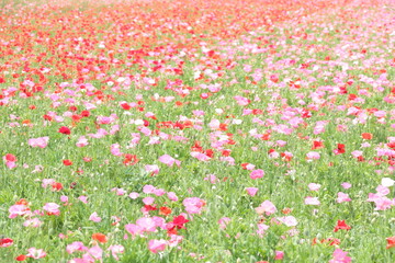 グラデーションが美しいポピー側｜ベイファーム