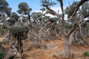 Fototapeta na wymiar Very old olive trees forest on blue sky background