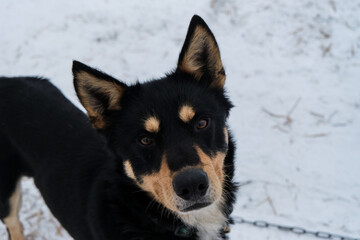 Portrait of northern sled dog Alaskan Husky in winter outside in snow. Black red white handsome half breed looks up attentively with intelligent brown eyes. Charming doggy.