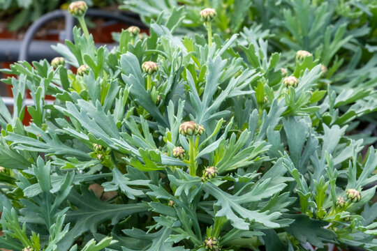 Argyranthemum frutescens, aka Paris daisy, marguerite, or marguerite daisy plants