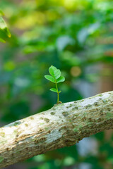 Kidney leaves on a tree with a tree background