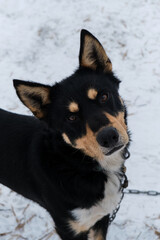 Portrait of northern sled dog Alaskan Husky in winter outside in snow. Black red white handsome half breed looks up attentively with intelligent brown eyes. Charming doggy.